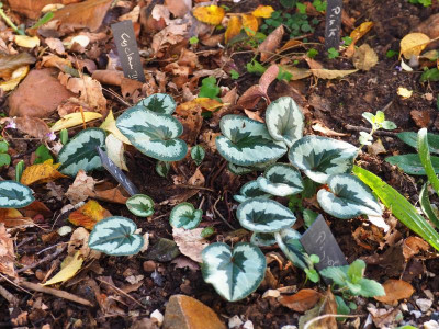 Cyclamen coum Laub PB140139.JPG