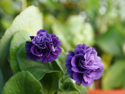 Auricula Splendide PB140131.JPG