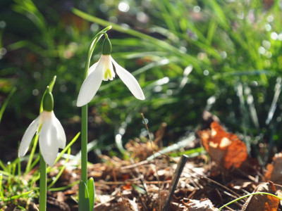 Galanthus elwesii Barnes PB140144.JPG
