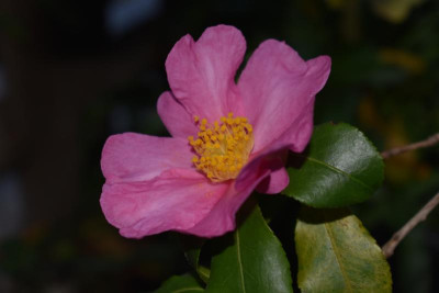 C. Cleopatra 004.JPG