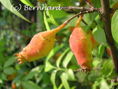 chimonanthus_praecox_frucht.jpg