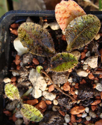 Lobelia spec.jpg