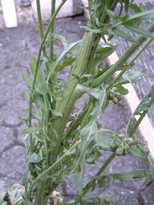 Unbekannte-KK-005.jpg
