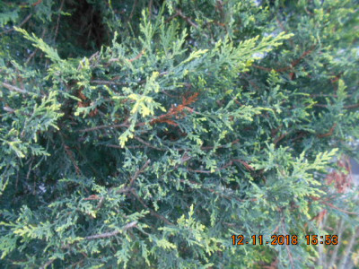 DSCN5466.jpg