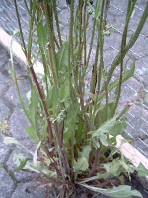 Unbekannte-KK-006.jpg