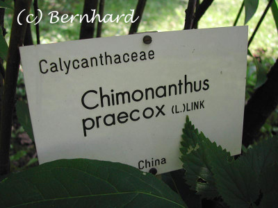 chimonanthus_praecox_schild.jpg