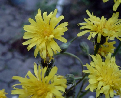 Unbekannte-KK-007.jpg