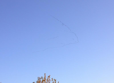 Kraniche1 16.11.18.jpg