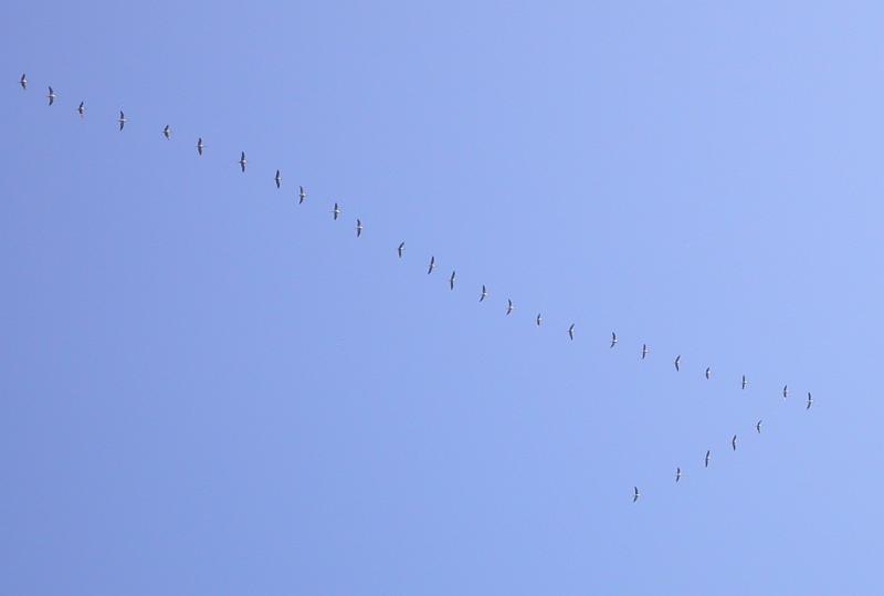 Kraniche2 16.11.18.jpg