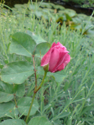 mauve_melody_1.JPG