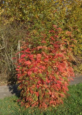 DSC06901.JPG
