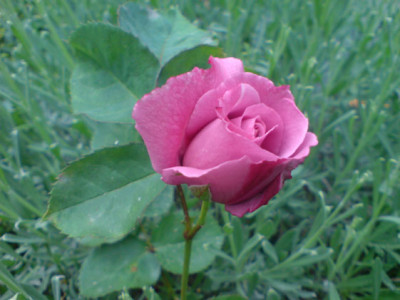 mauve_melody_2.JPG