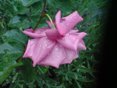 mauve_melody_4.JPG