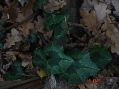 DSC05547.JPG