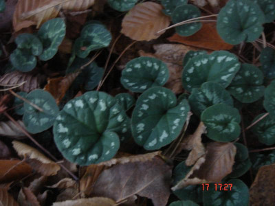 DSC05549.JPG
