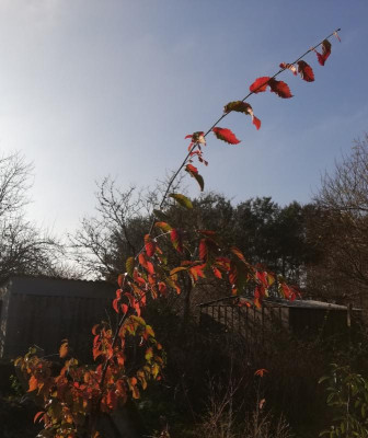 IMG_20181117_203806.jpg