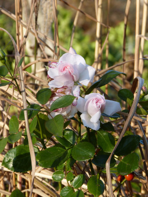 2018-11-17 Rosen 'Aspirin'.jpg
