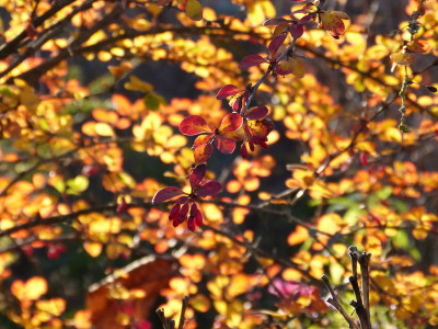 2018-11-17 Gartenimpressionen 3.jpg