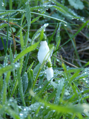 2018-11-17 Galanthus elwesii.jpg