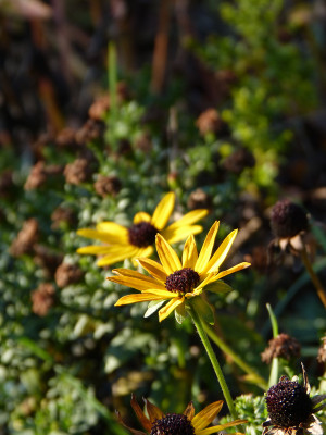 2018-11-17 Rudbeckia var Deami.jpg