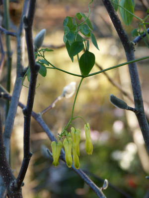 2018-11-17 Dicentra macrocapnos.jpg