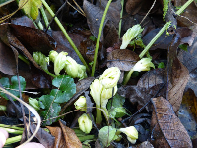 2018-11-17 Helleborus liguricus.jpg