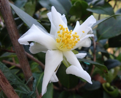Rythidocarpa.jpg