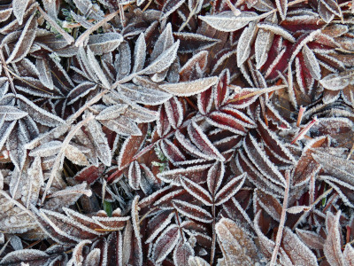 2018-11-18 Gartenimpressionen 4.jpg