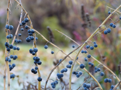 2018-11-18 Gartenimpressionen 5.jpg