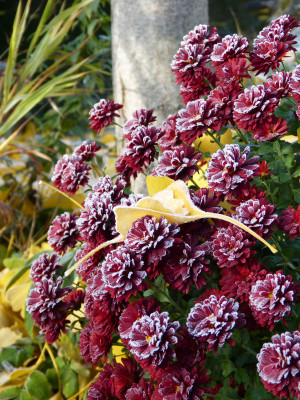 2018-11-18 Gartenimpressionen 6.jpg