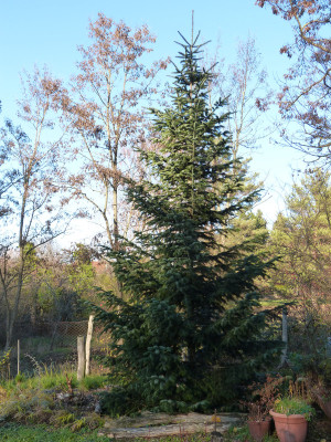 2018-11-17 Abies nordmanniana.jpg