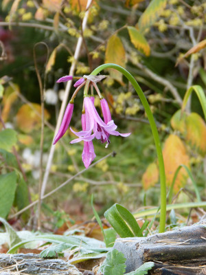 2018-11-18 Nerine 1.jpg
