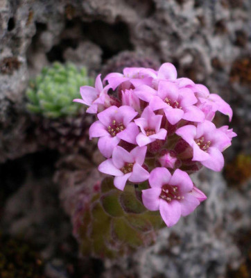Sedum_pilosum_2007-05-11.JPG