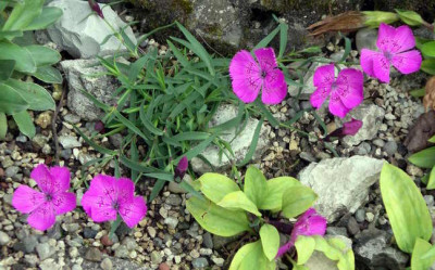 Dianthus_1_2007-05-11.JPG