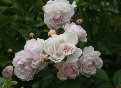 Sä. Fol. X Corsana_P5261735.JPG