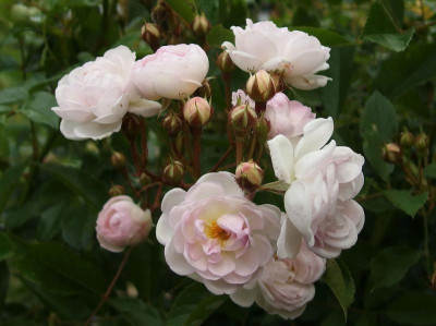 Sä. Fol. X Corsana_P5261736.JPG