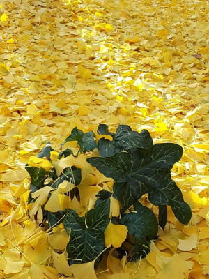 20181119_Arum_italicum_Ginkgolaub.jpg