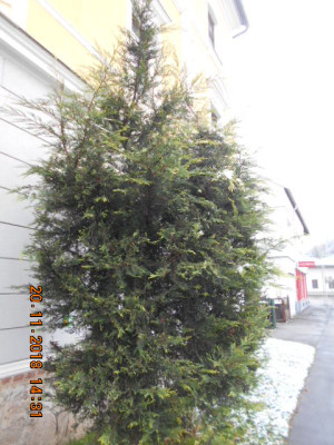 DSCN5619.jpg