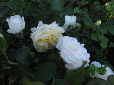 nadiaweiss0,img.JPG