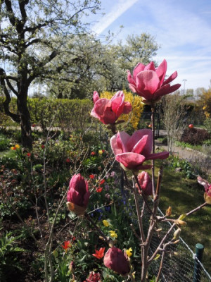 Magnolia genie ganz.JPG