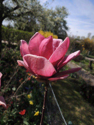 Magnolia genie.JPG