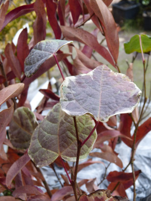 2018-11-21 Disanthus cercidifolius 'Ena nishiki' 1.jpg