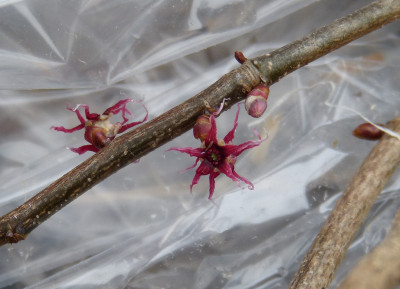 2018-11-21 Disanthus cercidifolius 'Ena nishiki' 3.jpg
