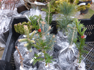 2018-11-22 Conifers Garden 1.jpg
