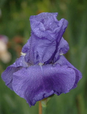 A3485a_Large.JPG