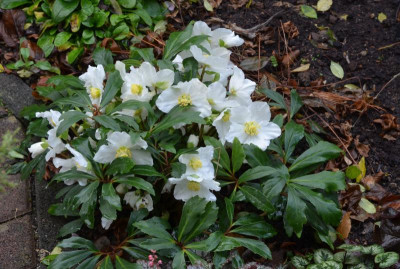 Helleborus-ChristmasCarol.17-2.jpg