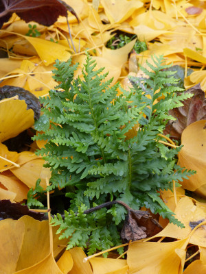 2018-11-21 Polypodium cambricum 'Pulcherrimum Addison'.jpg