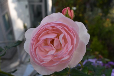 Astern, Rosen 005.JPG