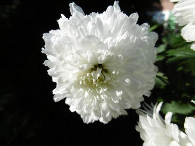 Weiße Nebelrose.JPG