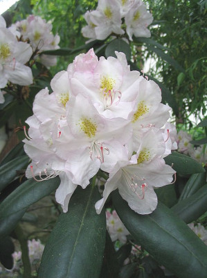 Rhododendron_catawbiense_Album_fars_2007.jpg
